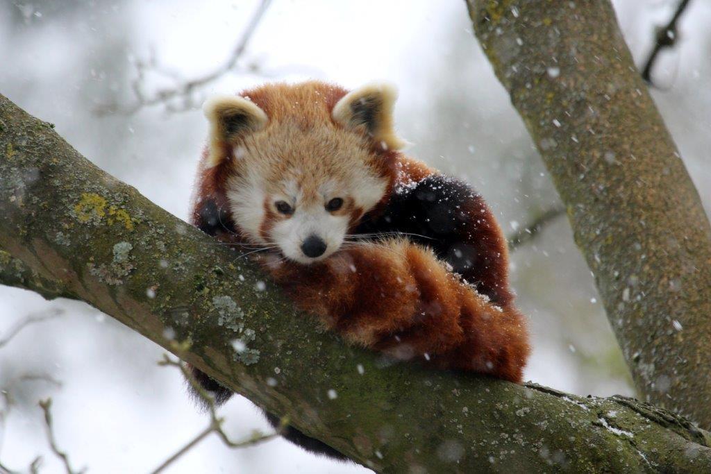 Live Blog All The Snow Updates As Swindon Braced For Beast From The East Swindon Advertiser