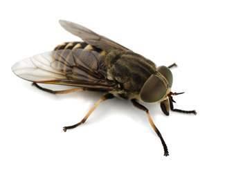 Tips On How To Handle Horsefly Bites Swindon Advertiser